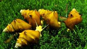 Jak šířit akvárium šneci?